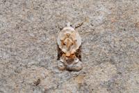 Acleris lacordairana