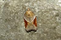 Acleris laterana