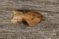 Acleris laterana