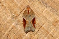 Acleris laterana