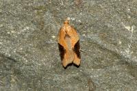 Acleris laterana