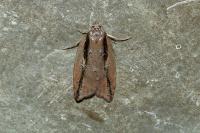 Acleris umbrana