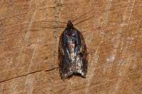 Acleris umbrana