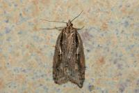 Acleris umbrana