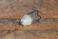 Acleris variegana