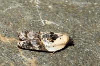 Acleris variegana