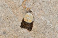 Acleris variegana