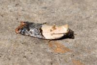 Acleris variegana