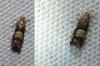 Grapholita compositella