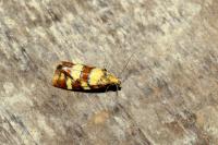 Aethes tesserana
