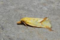 Agapeta hamana