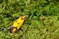 Agapeta zoegana
