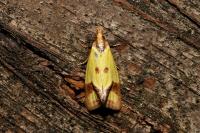 Agapeta zoegana