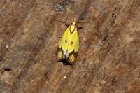 Agapeta zoegana
