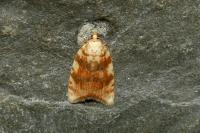Aleimma loeflingiana