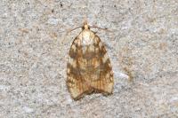 Aleimma loeflingiana