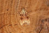 Aleimma loeflingiana
