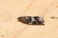 Ancylis achatana