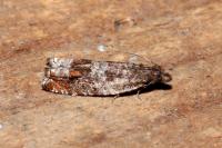 Ancylis achatana
