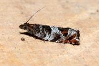 Ancylis achatana