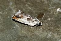 Ancylis laetana