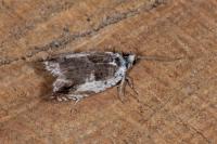 Ancylis laetana