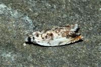 Ancylis laetana