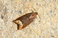 Ancylis selenana