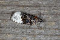 Apotomis betuletana