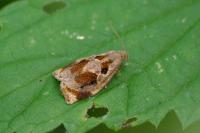 Archips crataegana