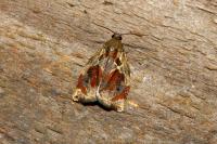 Archips crataegana