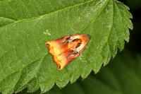 Archips podana