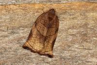 Archips podana