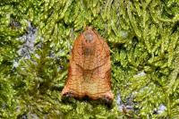 Archips podana