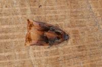 Archips podana