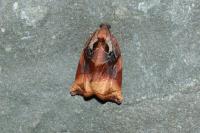 Archips podana