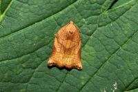 Archips podana