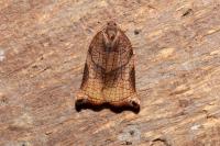 Archips podana
