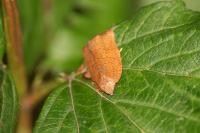 Archips rosana