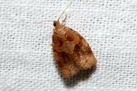 Archips rosana