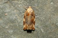 Archips xylosteana
