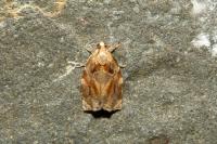Archips xylosteana