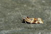 Argyrotaenia ljungiana