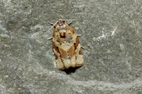Argyrotaenia ljungiana