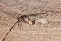 Capua vulgana