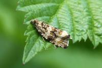 Celypha lacunana