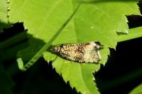 Celypha lacunana