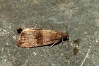 Celypha striana