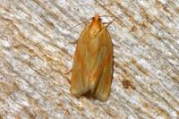 Clepsis pallidana