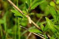 Clepsis pallidana